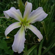 Moon Knight Daylily